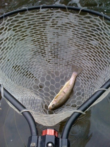 HOORAY ANOTHER TROUT
